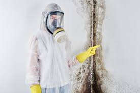 Reliable Bellflower, CA Mold Prevention & Removal  Solutions